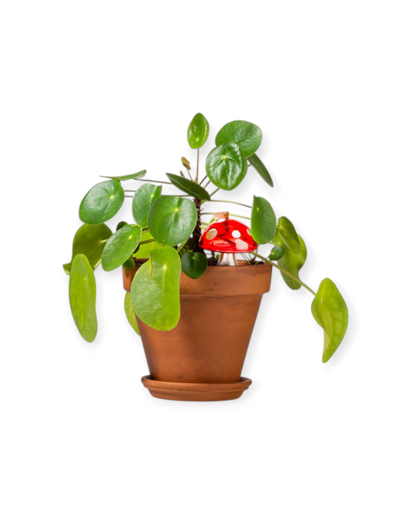 Cogumelo de Rega para Plantas