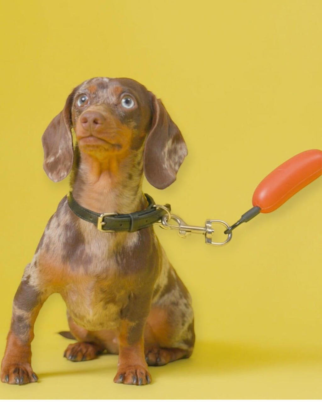 Trela Hot Dog